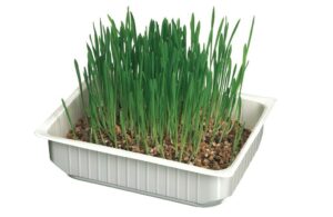 HERBE CHAT "ORGE" 130G – Image 2