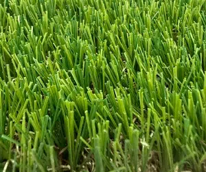 Gazon synthétique PERTUIS 35, rouleau 2 m de large, hauteur 35 mm pour jardin et terrasse