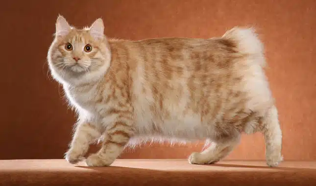 Le Bobtail des Kouriles (Kurilian Bobtail) : Robuste et naturel