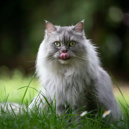 British Longhair : le nounours élégant au tempérament posé