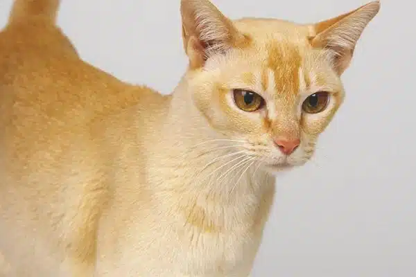 Ceylan : un chat rare, vif et très attaché à l’humain