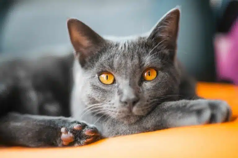Le Chartreux : un chat robuste au cœur tendre