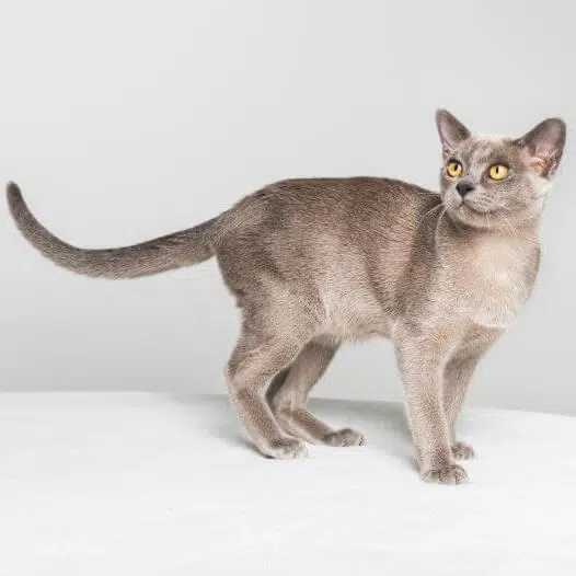 Le Burmese américain : un chat affectueux au tempérament de compagnon