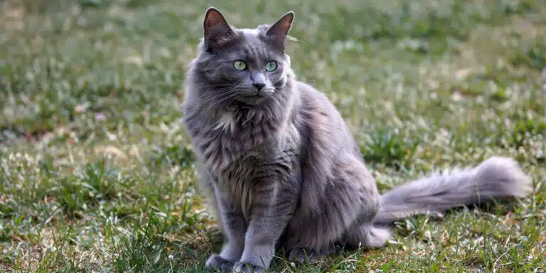 Le Nebelung : L'aristocrate de brume