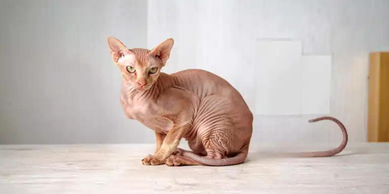 Le Peterbald : L'athlète nu venu du froid