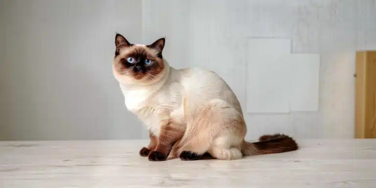 Le Ragdoll : Le géant de velours