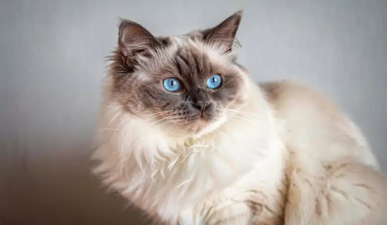 Le Sacré de Birmanie : Le prince aux gants blancs