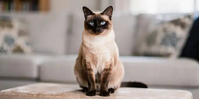 Le Thaï : Le Siamois au cœur de « chat-chien »