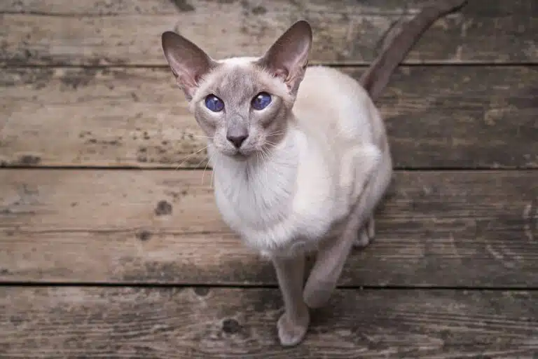 L’Asian : un chat élégant, doux et très proche de son humain